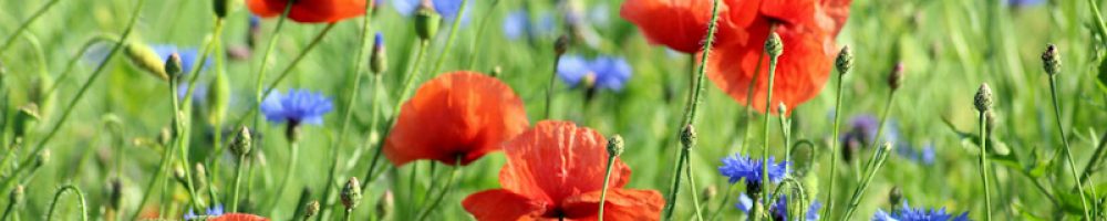 markblomster-poppies-g0d0bae8fa_1920_edited